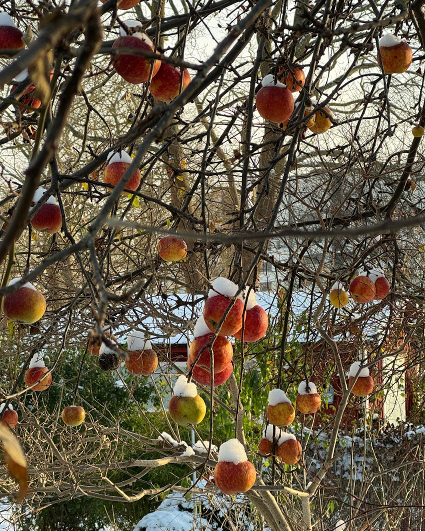 8 saker jag vill göra i november, foto #4 av Flora Wiström