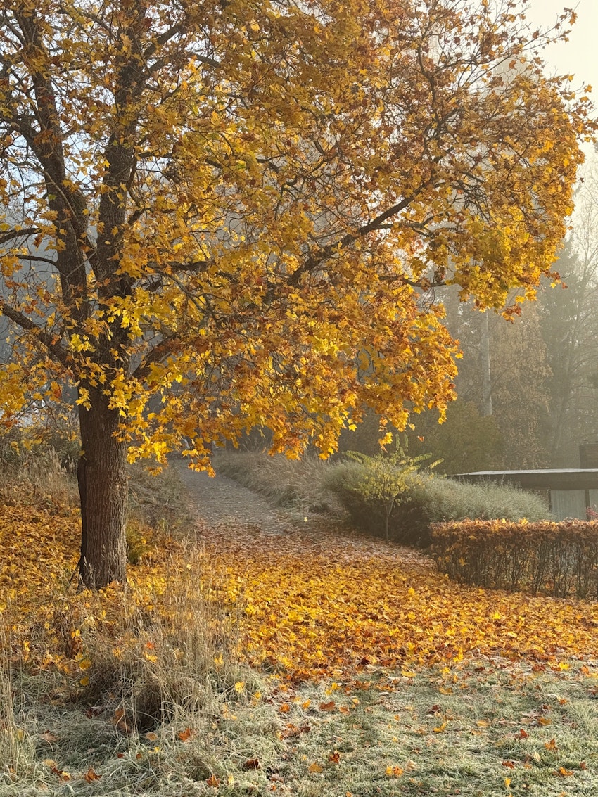 Oktober, foto #9 av Flora Wiström