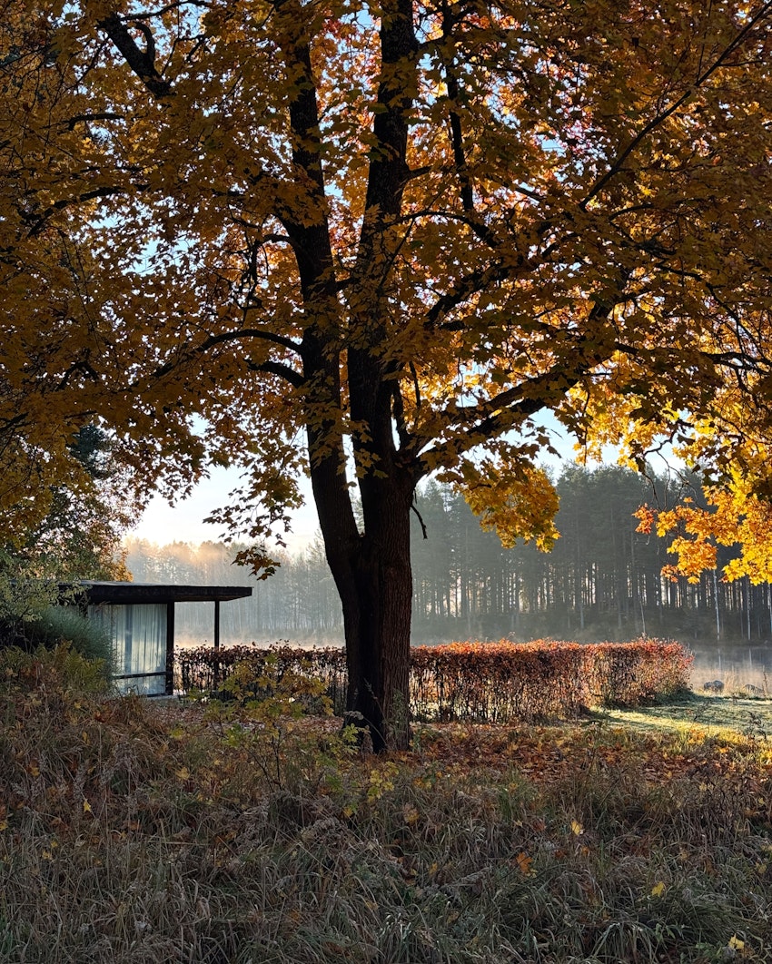 9 höstiga rutor från de senaste dagarna, foto #4 av Flora Wiström