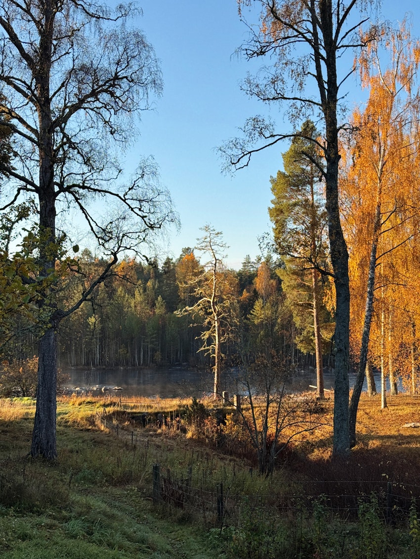 9 höstiga rutor från de senaste dagarna, foto #3 av Flora Wiström