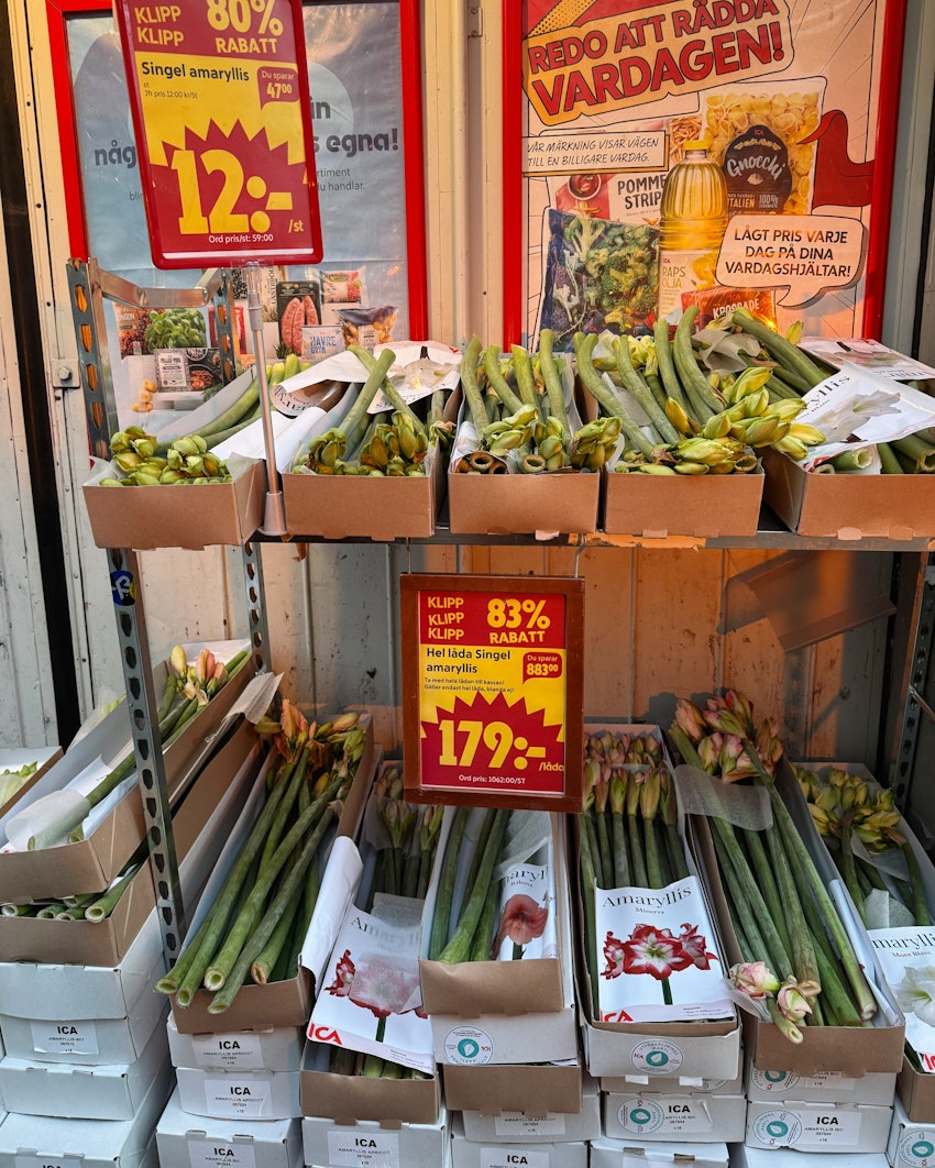 Vad gör man med en hel låda amaryllis, foto #1 av Flora Wiström