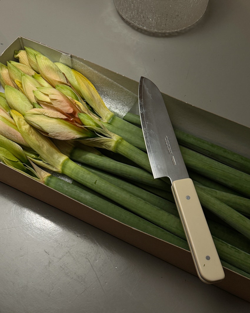 Vad gör man med en hel låda amaryllis, foto #3 av Flora Wiström