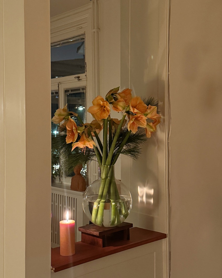 Vad gör man med en hel låda amaryllis, foto #7 av Flora Wiström