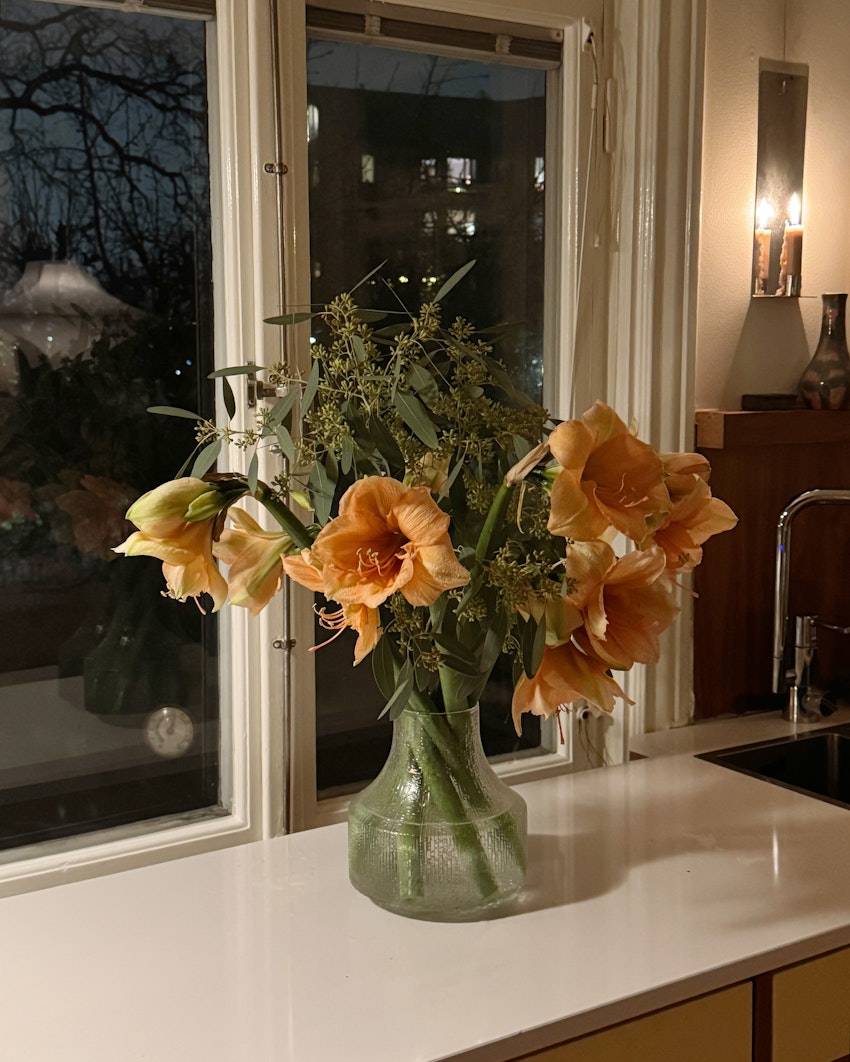 Vad gör man med en hel låda amaryllis, foto #6 av Flora Wiström