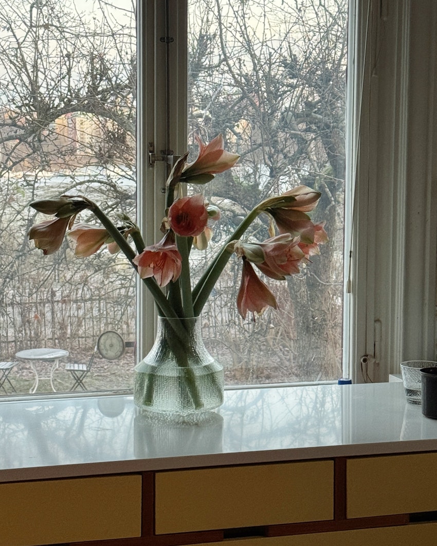 Vad gör man med en hel låda amaryllis, foto #5 av Flora Wiström