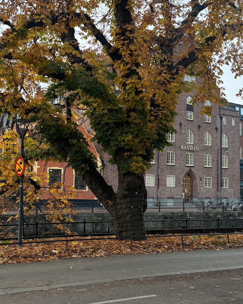 Dagar i novemberrusk, foto #3 av Flora Wiström