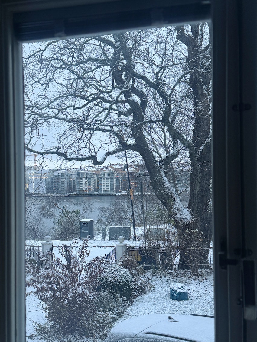 Vinterdagar och den vackraste blomman i city, foto #10 av Flora Wiström