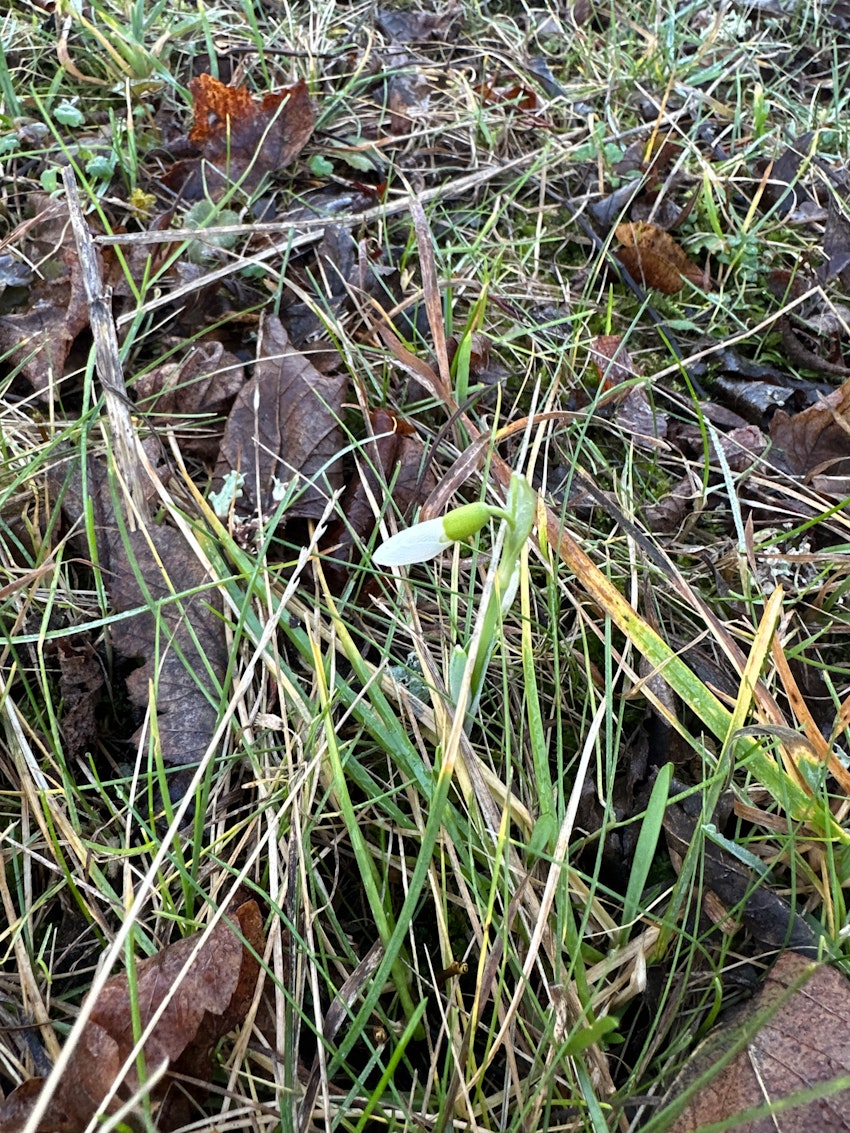 Snödroppar, renovering och ett loppisfynd, foto #9 av Julia Khouri