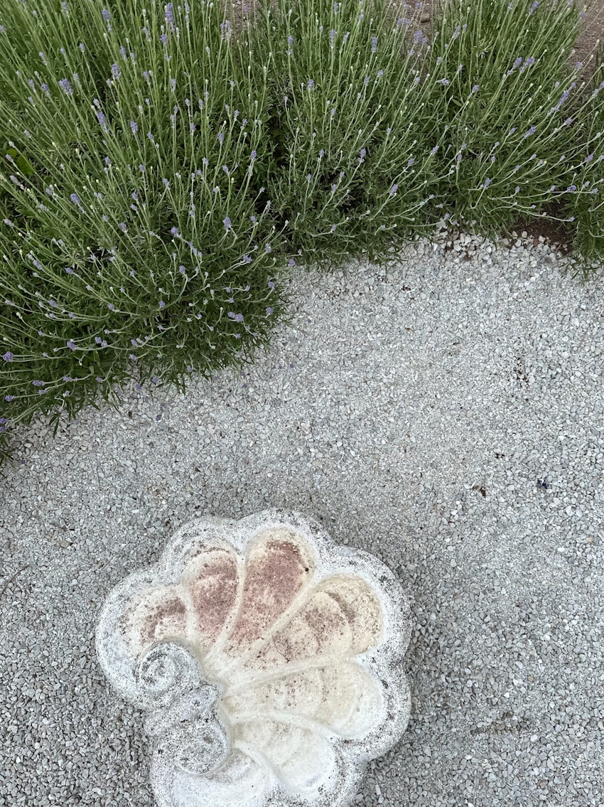 Det här ska jag odla, foto #6 av Julia Khouri