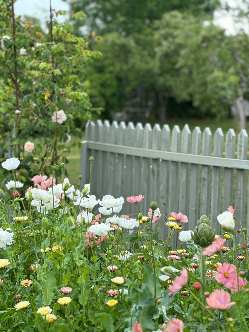 Det här ska jag odla, foto #8 av Julia Khouri