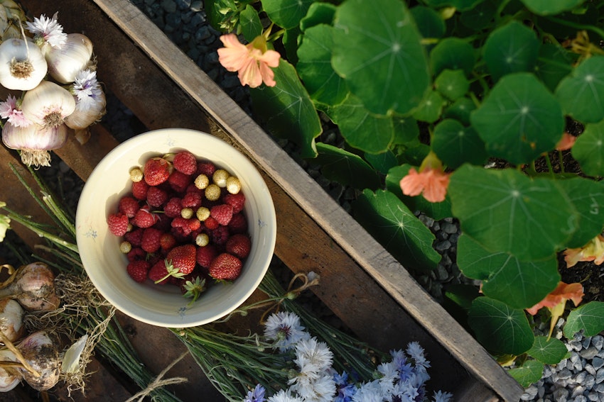 Det här ska jag odla, foto #5 av Julia Khouri