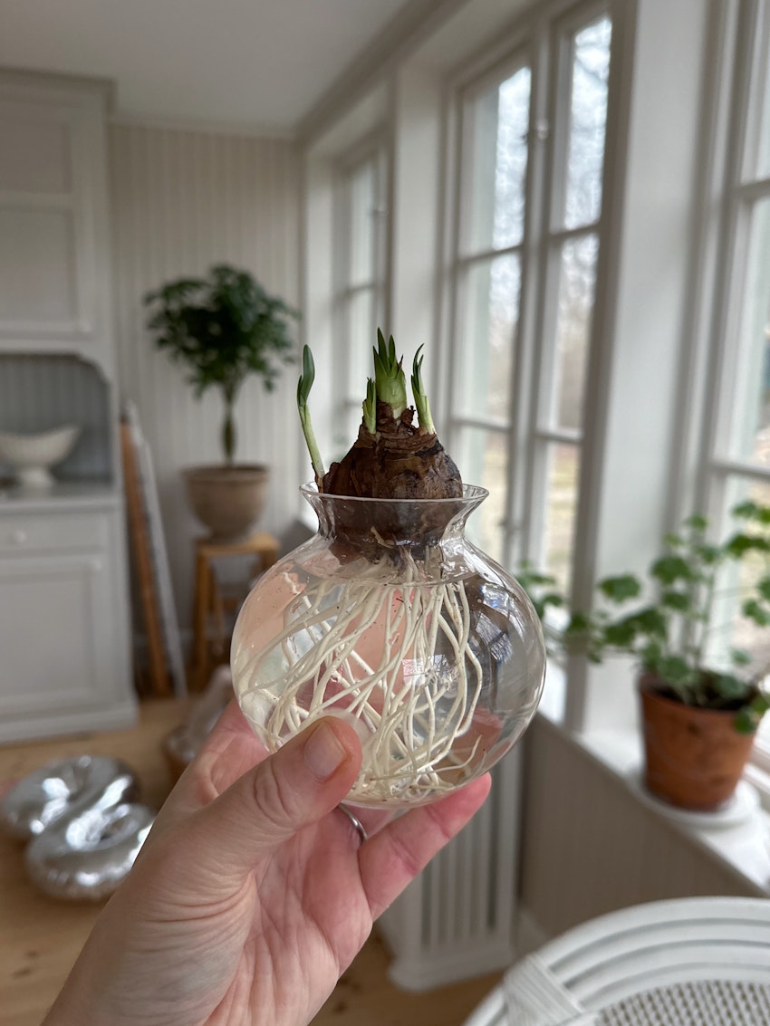 Katastroftankar, konst och en favoritfrukost, foto #3 av Julia Khouri