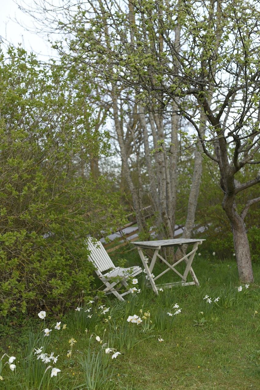 Vår trädgård - växthuset, skogsgläntan och terrassen, foto #27 av Julia Khouri