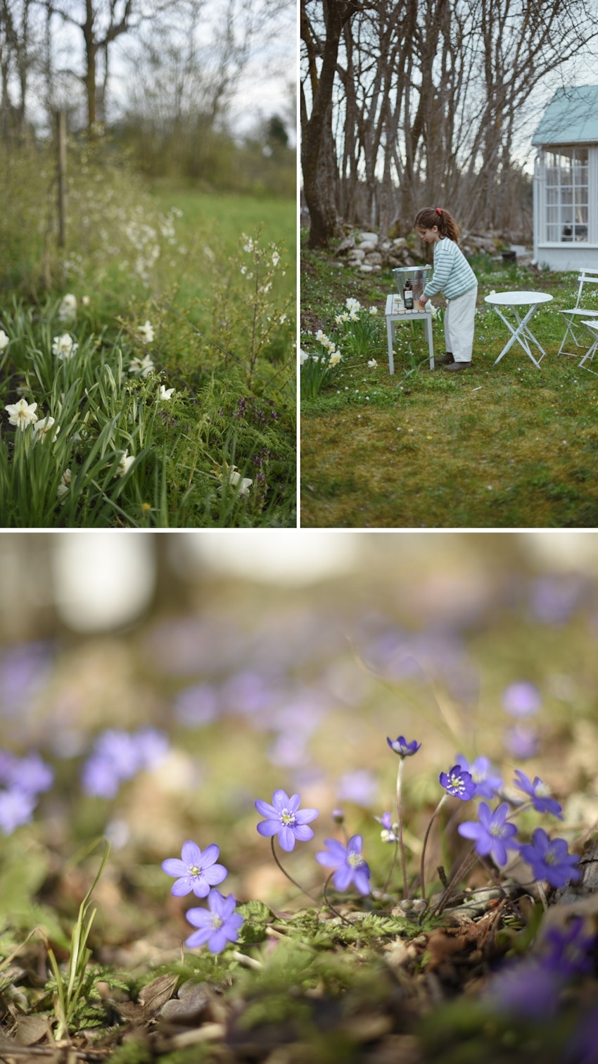 Vår trädgård - växthuset, skogsgläntan och terrassen, foto #4 av Julia Khouri