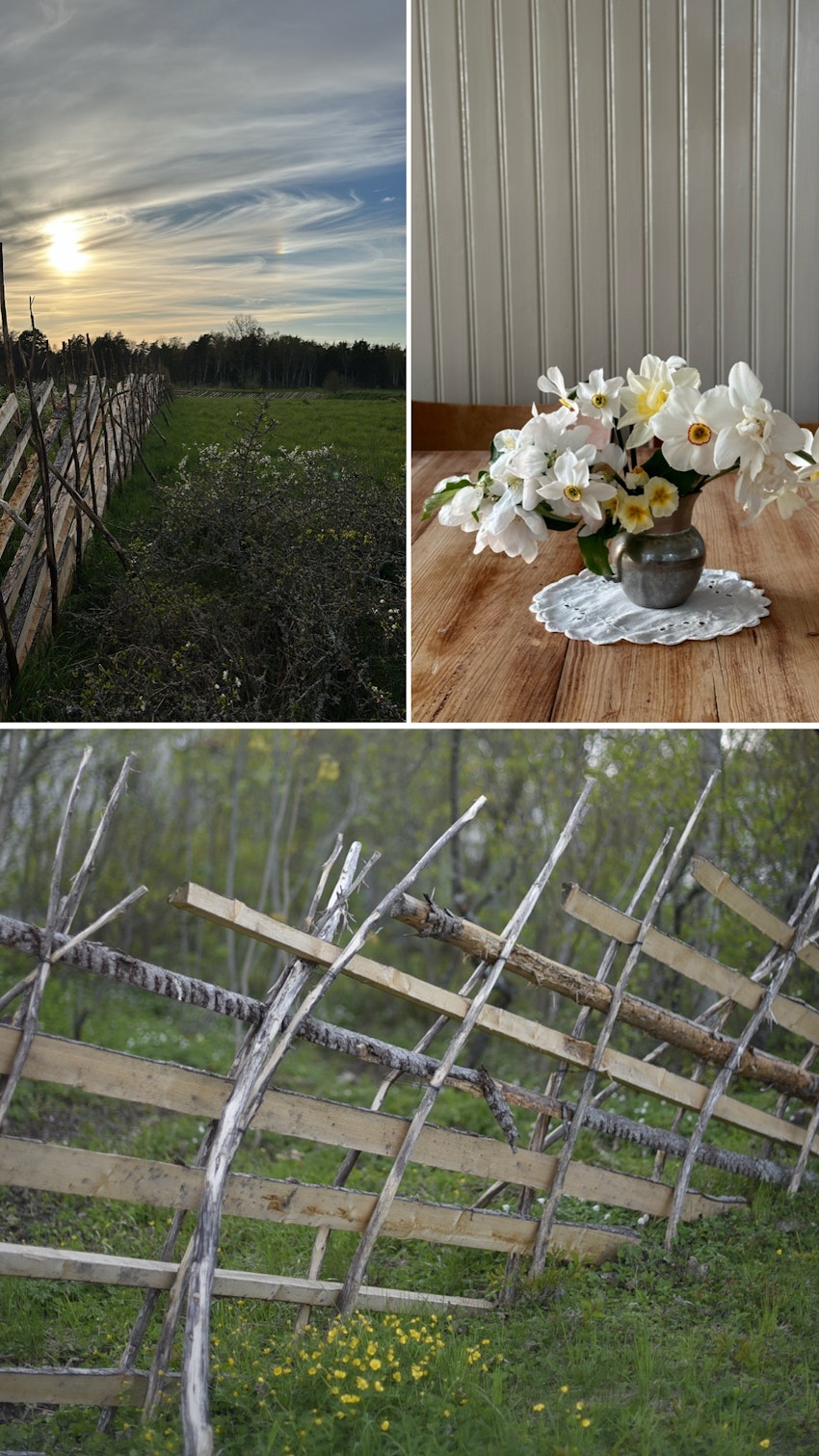 Vår trädgård - växthuset, skogsgläntan och terrassen, foto #2 av Julia Khouri