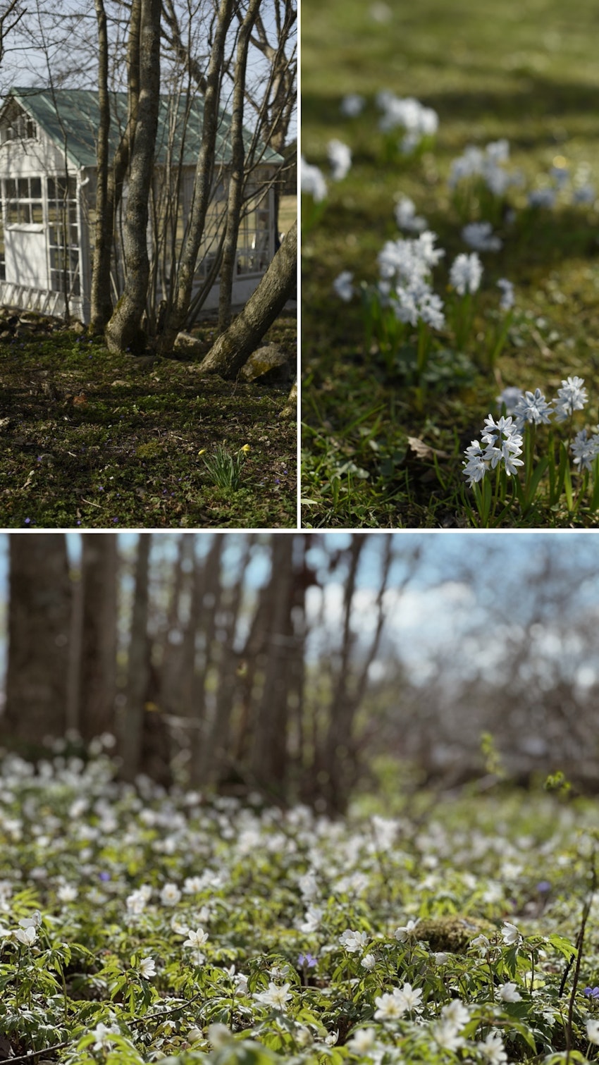 Vår trädgård - växthuset, skogsgläntan och terrassen, foto #6 av Julia Khouri