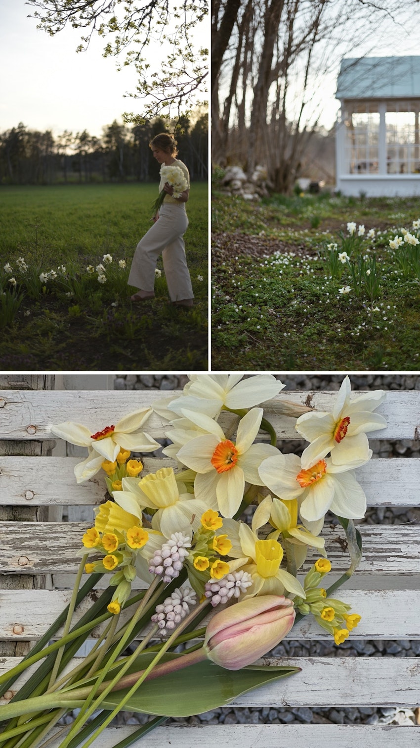 Vår trädgård - växthuset, skogsgläntan och terrassen, foto #10 av Julia Khouri