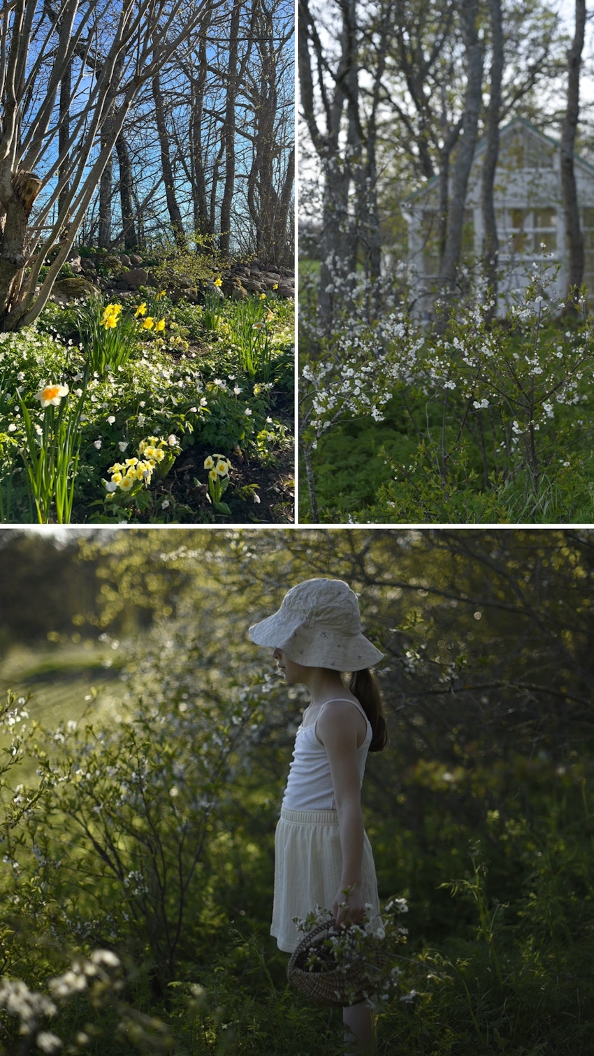 Vår trädgård - växthuset, skogsgläntan och terrassen, foto #7 av Julia Khouri