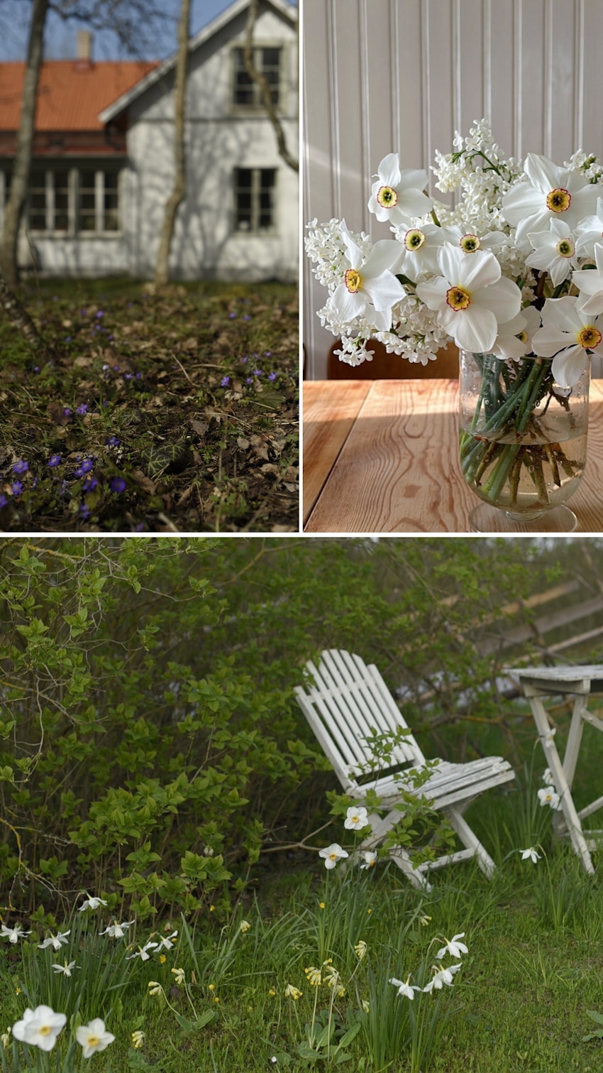 Vår trädgård - växthuset, skogsgläntan och terrassen, foto #23 av Julia Khouri