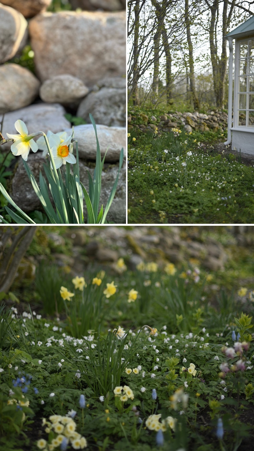 Vår trädgård - växthuset, skogsgläntan och terrassen, foto #5 av Julia Khouri
