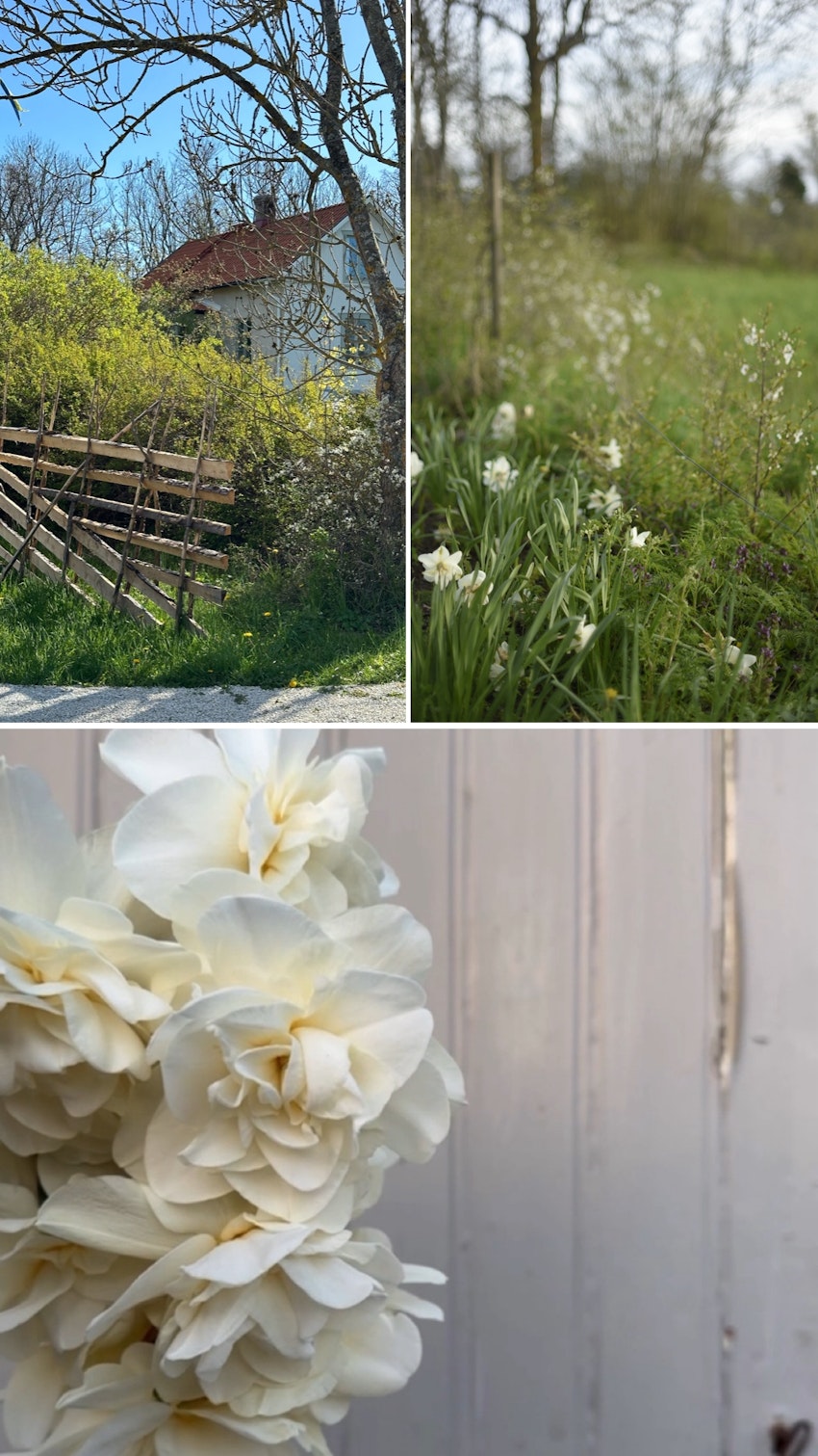 Vår trädgård - växthuset, skogsgläntan och terrassen, foto #20 av Julia Khouri