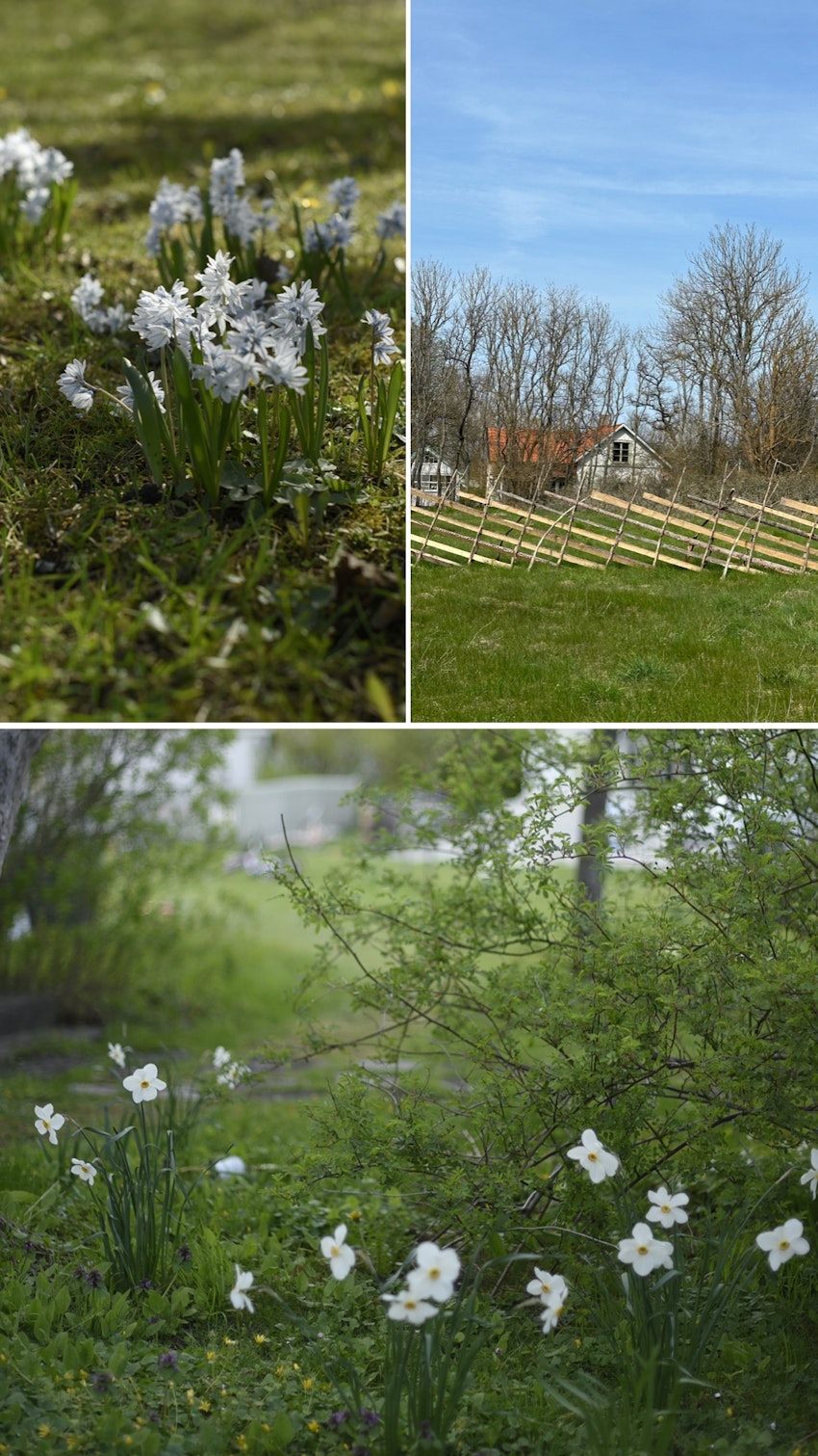 Vår trädgård - växthuset, skogsgläntan och terrassen, foto #3 av Julia Khouri