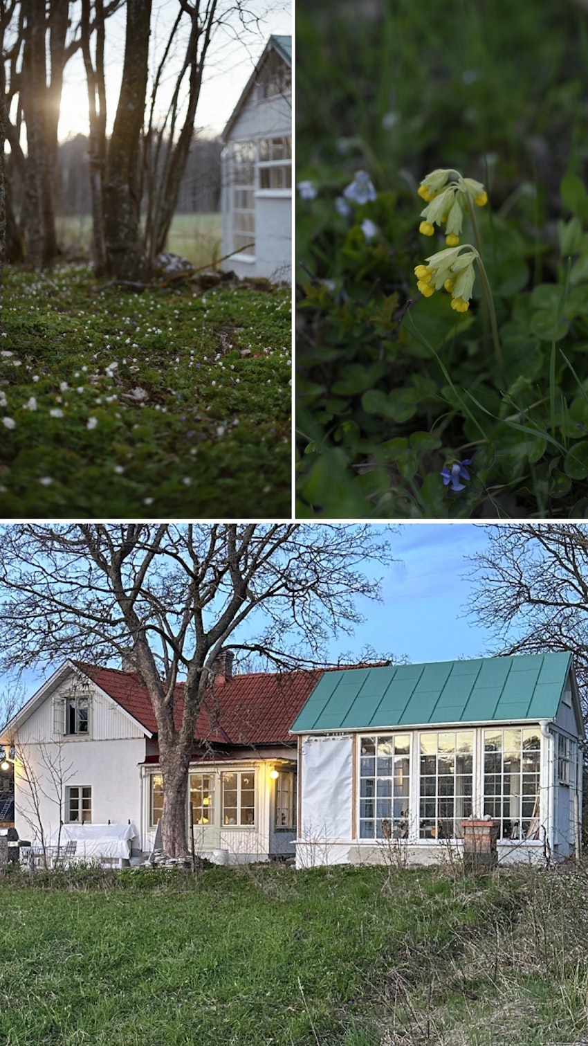 Vår trädgård - växthuset, skogsgläntan och terrassen, foto #8 av Julia Khouri