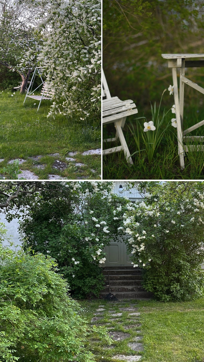 Vår trädgård - växthuset, skogsgläntan och terrassen, foto #21 av Julia Khouri