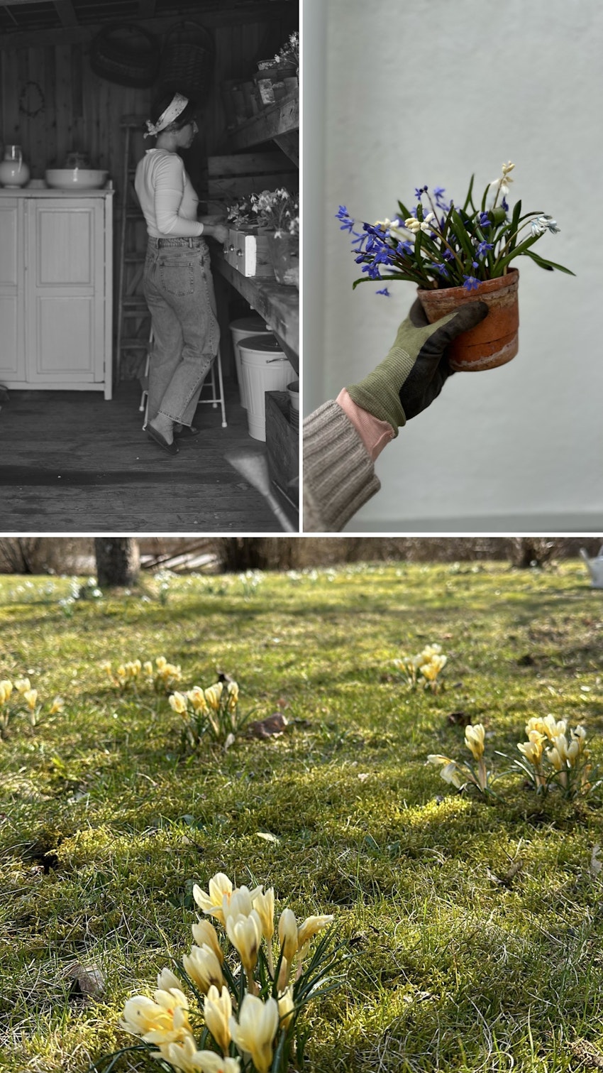 Vår trädgård - växthuset, skogsgläntan och terrassen, foto #22 av Julia Khouri