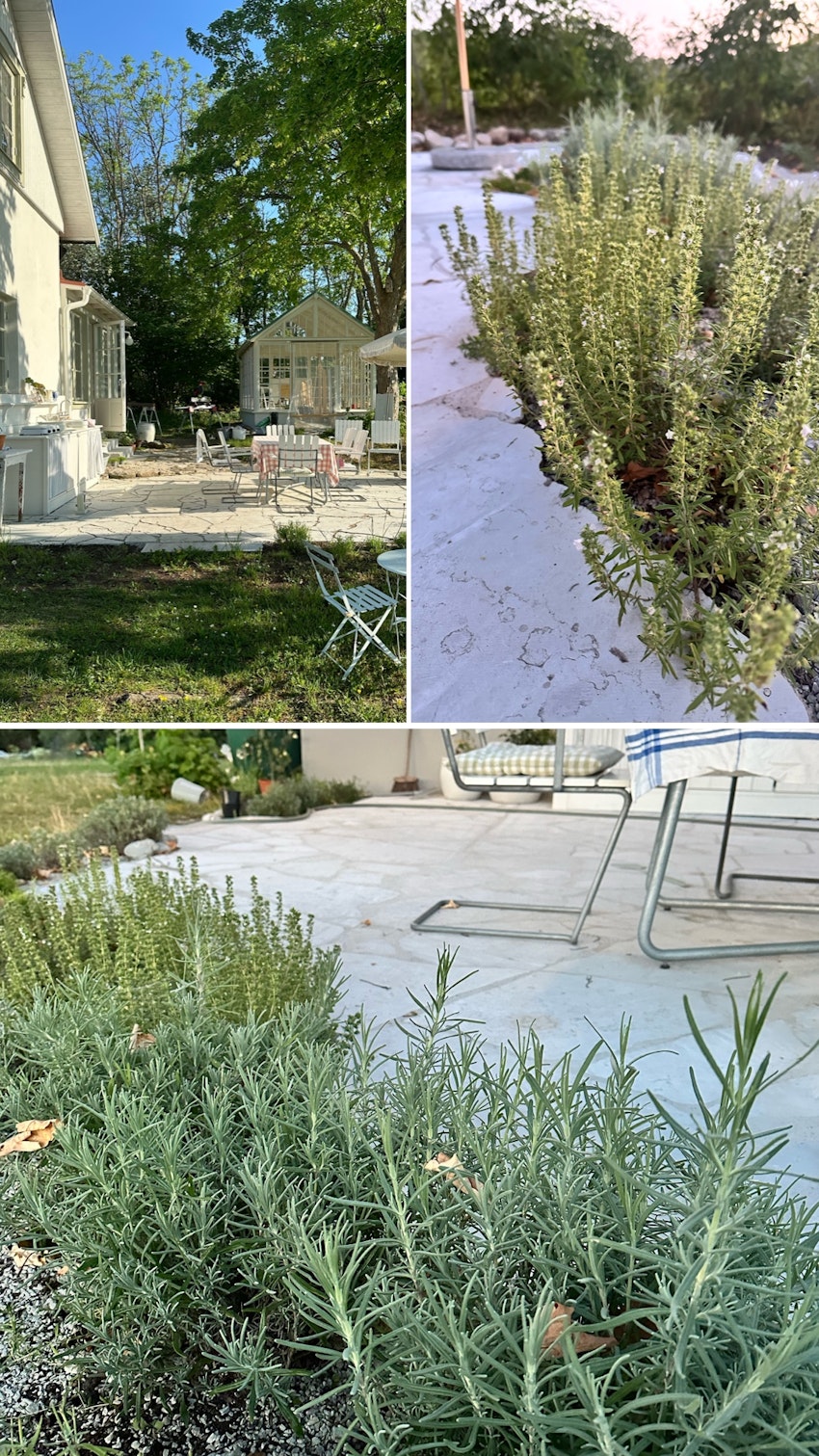 Vår trädgård - växthuset, skogsgläntan och terrassen, foto #11 av Julia Khouri