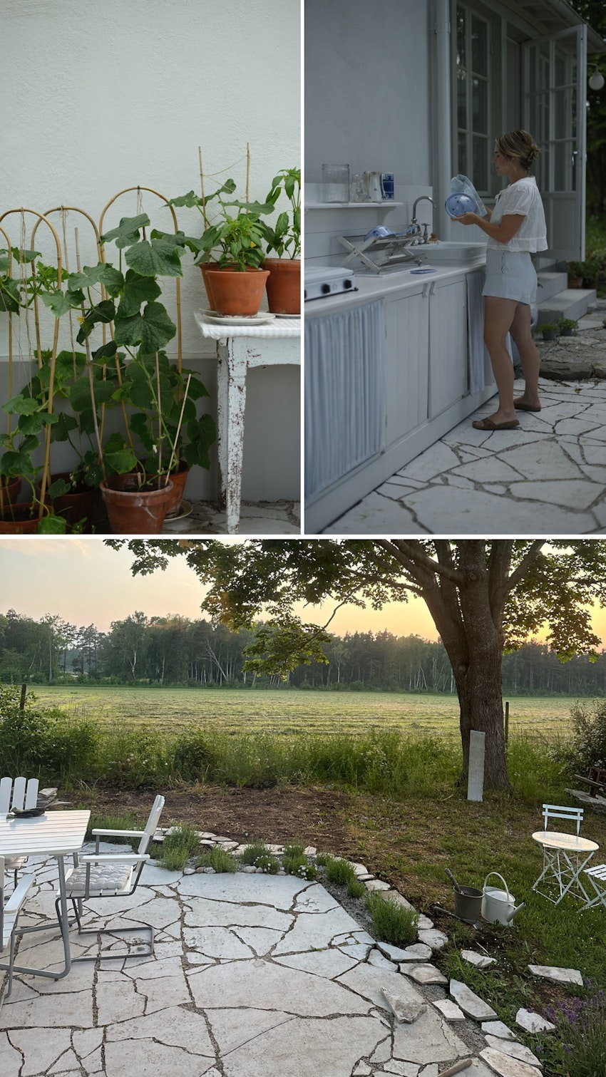 Vår trädgård - växthuset, skogsgläntan och terrassen, foto #12 av Julia Khouri