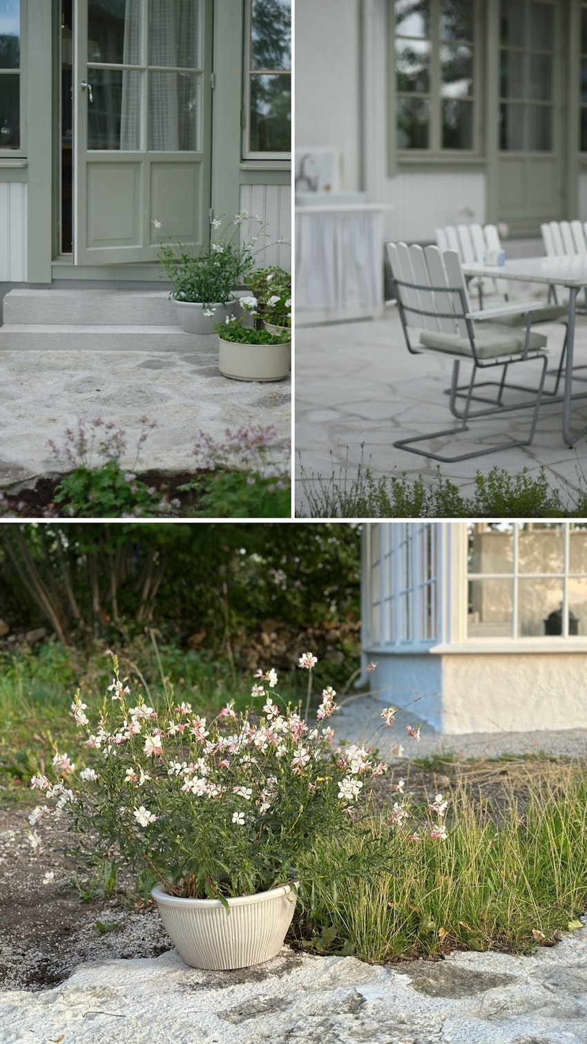 Vår trädgård - växthuset, skogsgläntan och terrassen, foto #13 av Julia Khouri