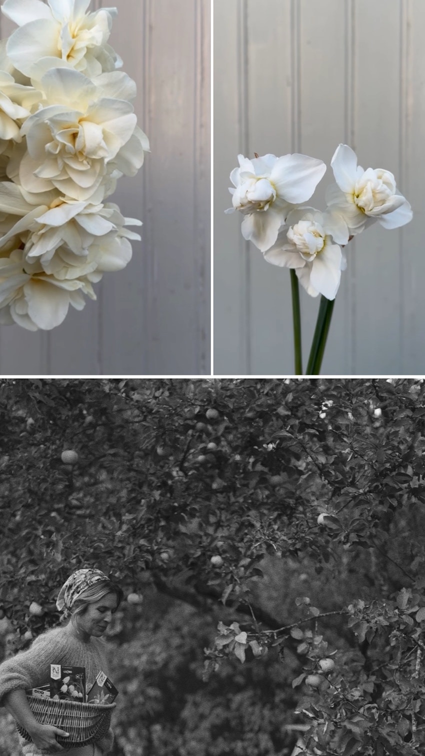 Vår trädgård - växthuset, skogsgläntan och terrassen, foto #24 av Julia Khouri