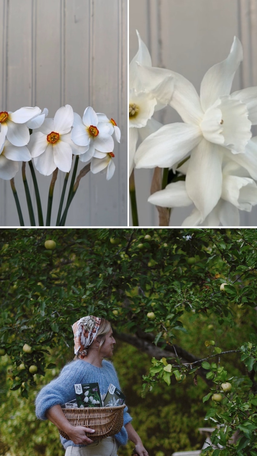 Vår trädgård - växthuset, skogsgläntan och terrassen, foto #25 av Julia Khouri