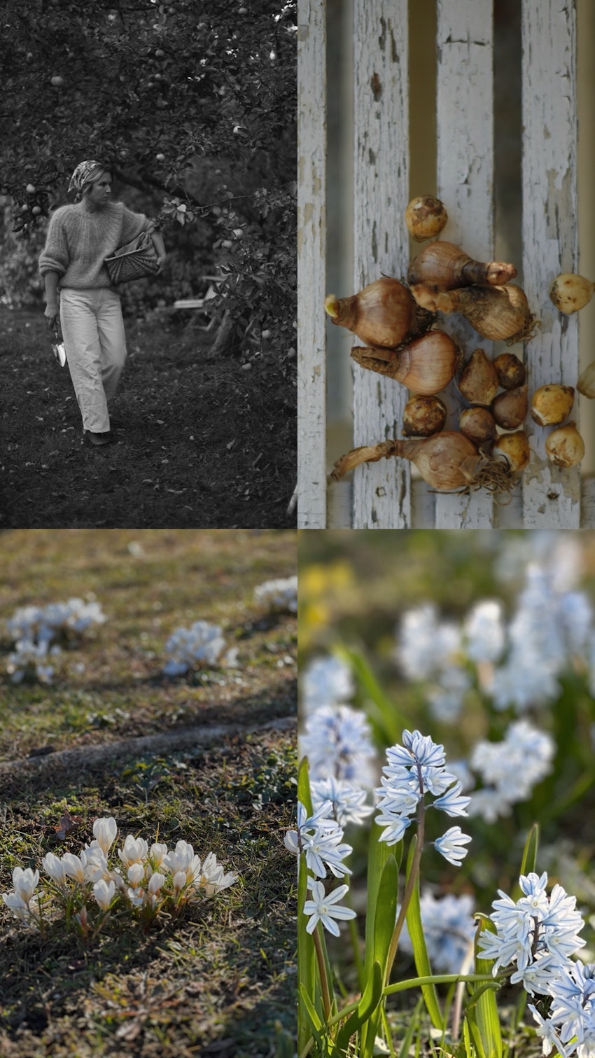 Vår trädgård - växthuset, skogsgläntan och terrassen, foto #26 av Julia Khouri