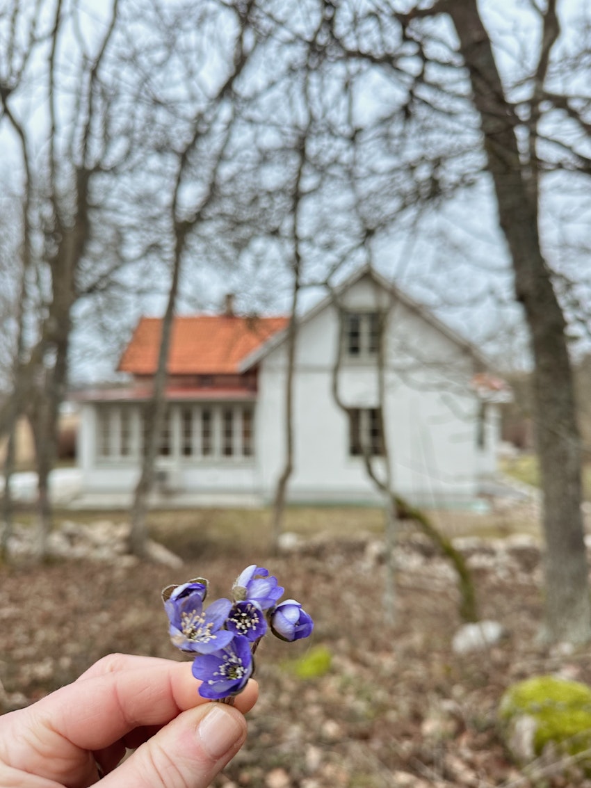 Jag bloggar varje dag, foto #1 av Julia Khouri