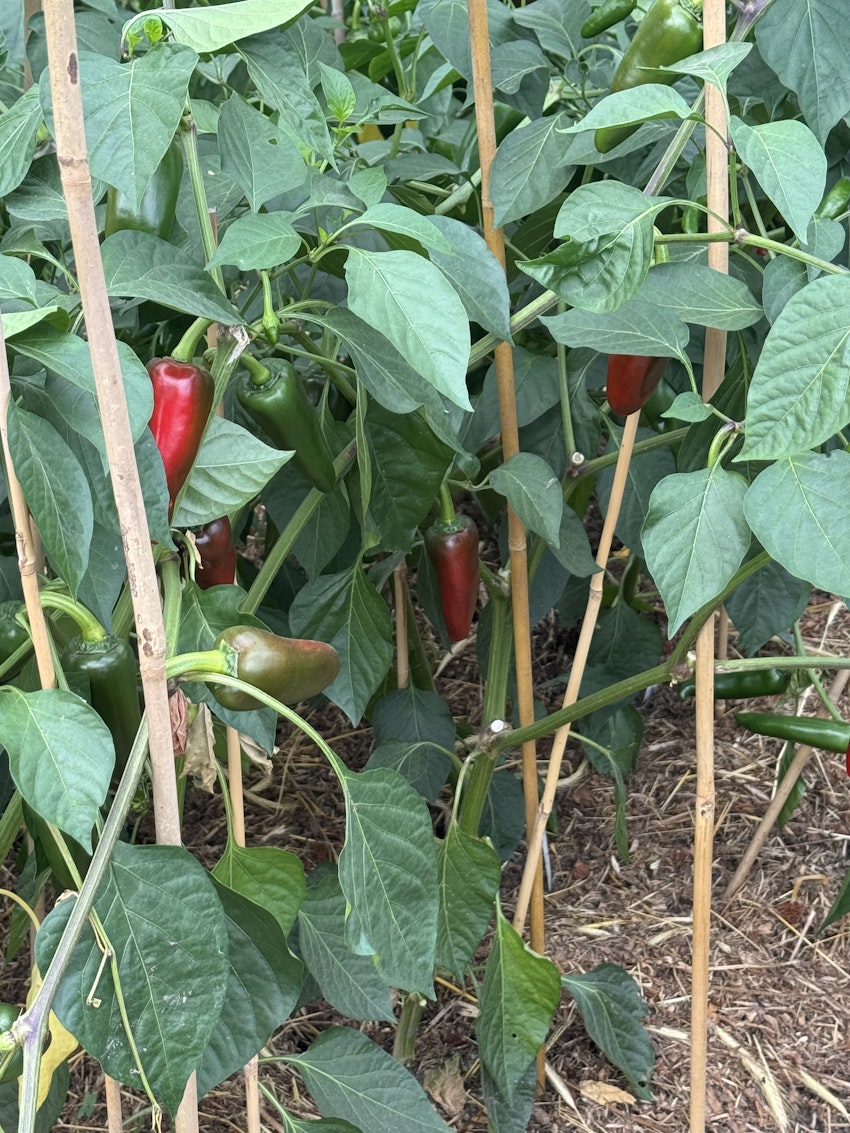 2 recept & en helg, foto #4 av Marion Ringborg