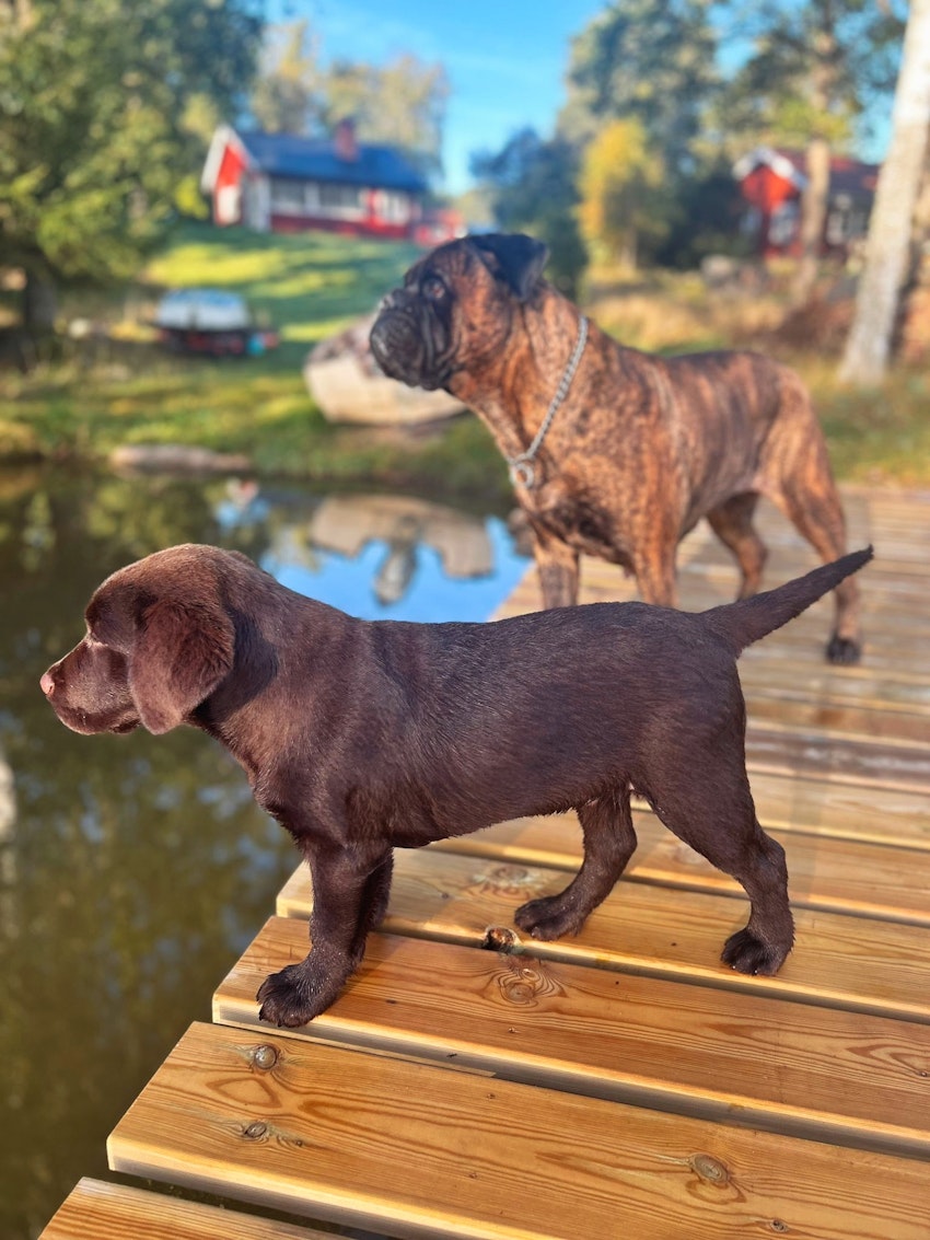 Ni vet när oron har satt sig…, foto #3 av Paula Rosas