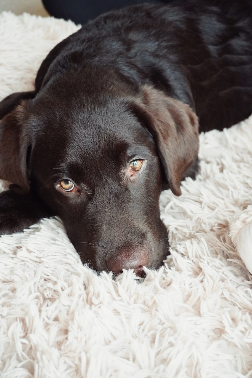 Plagget alla hundägare borde ha, foto #11 av Paula Rosas