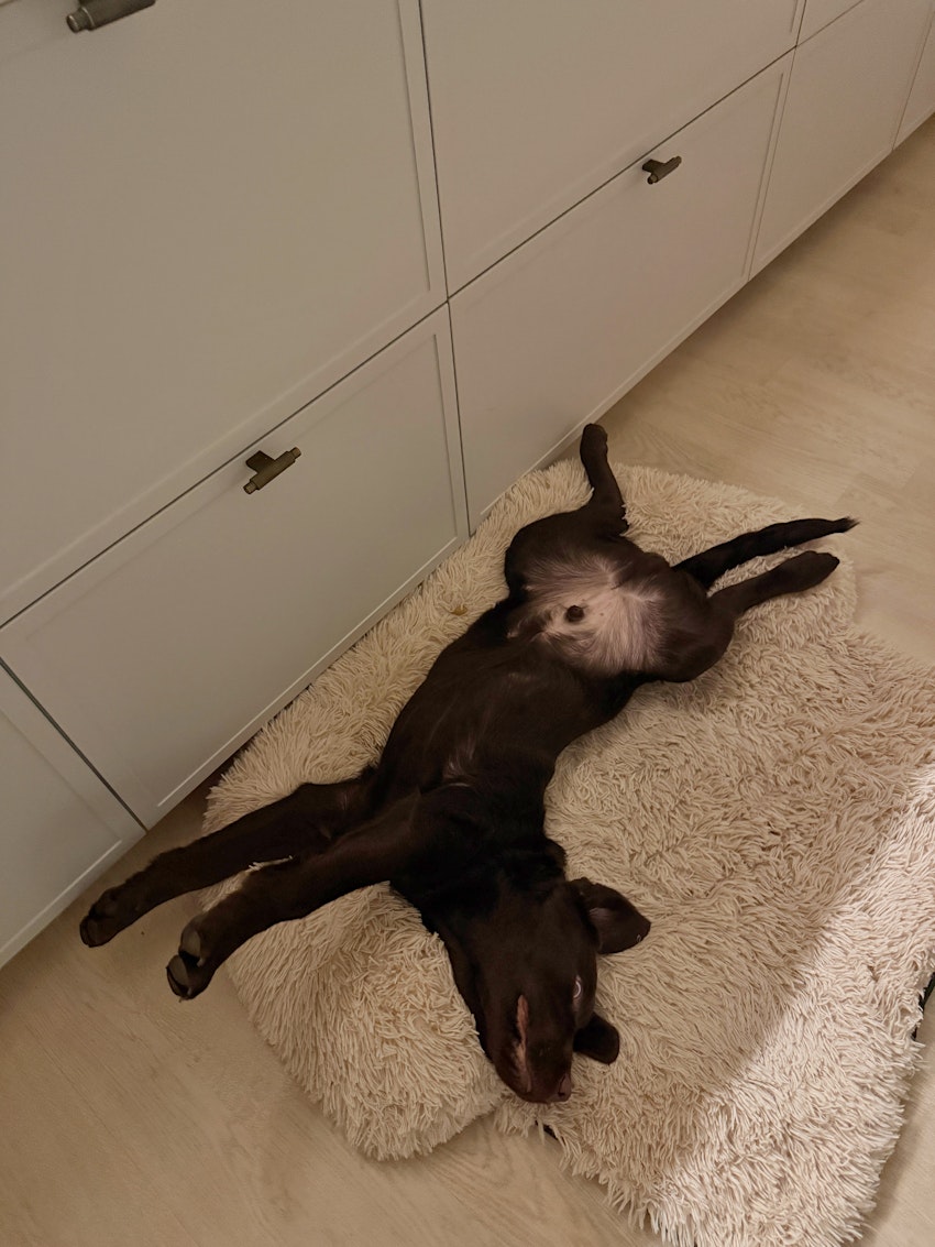 Helgstatus, foto #5 av Paula Rosas