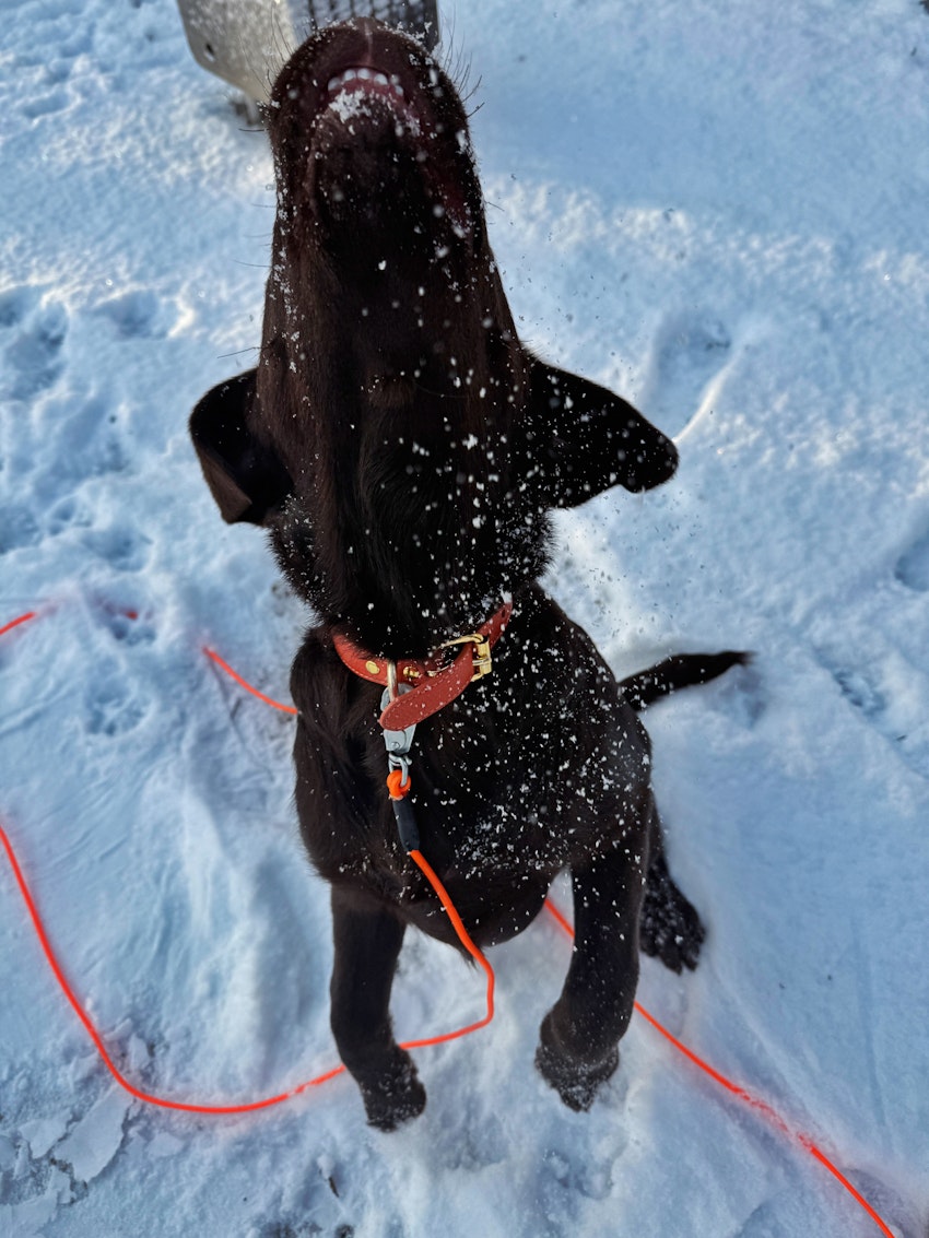 Helgstatus, foto #8 av Paula Rosas