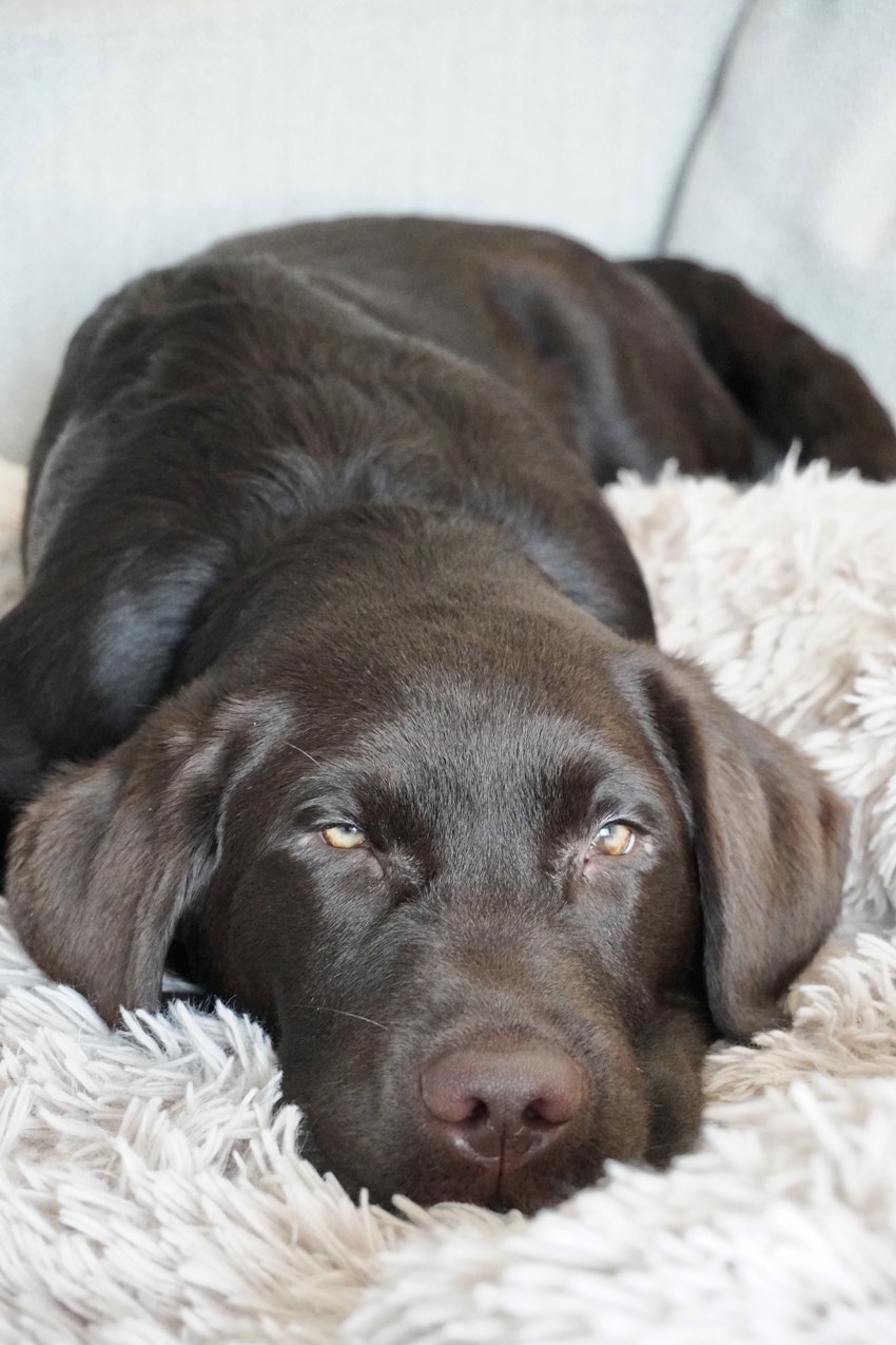 Glimtar hemifrån just nu, foto #6 av Paula Rosas