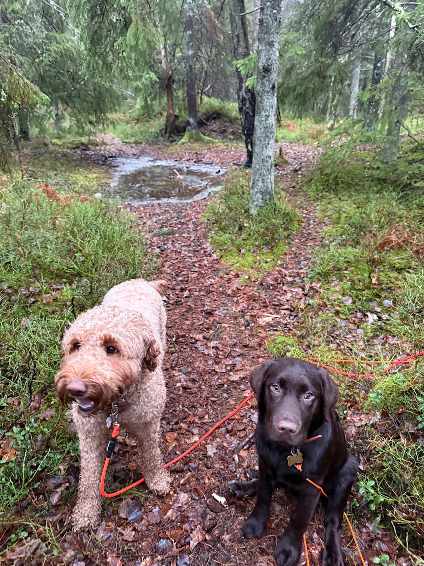 Fredagsstatus, foto #4 av Paula Rosas