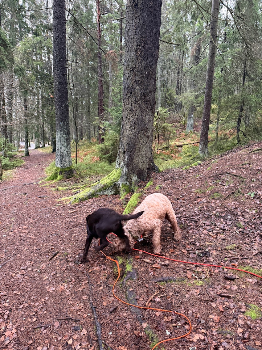 Fredagsstatus, foto #5 av Paula Rosas