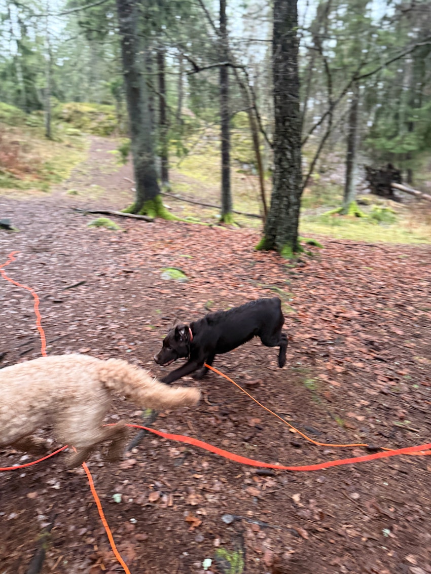 Fredagsstatus, foto #6 av Paula Rosas