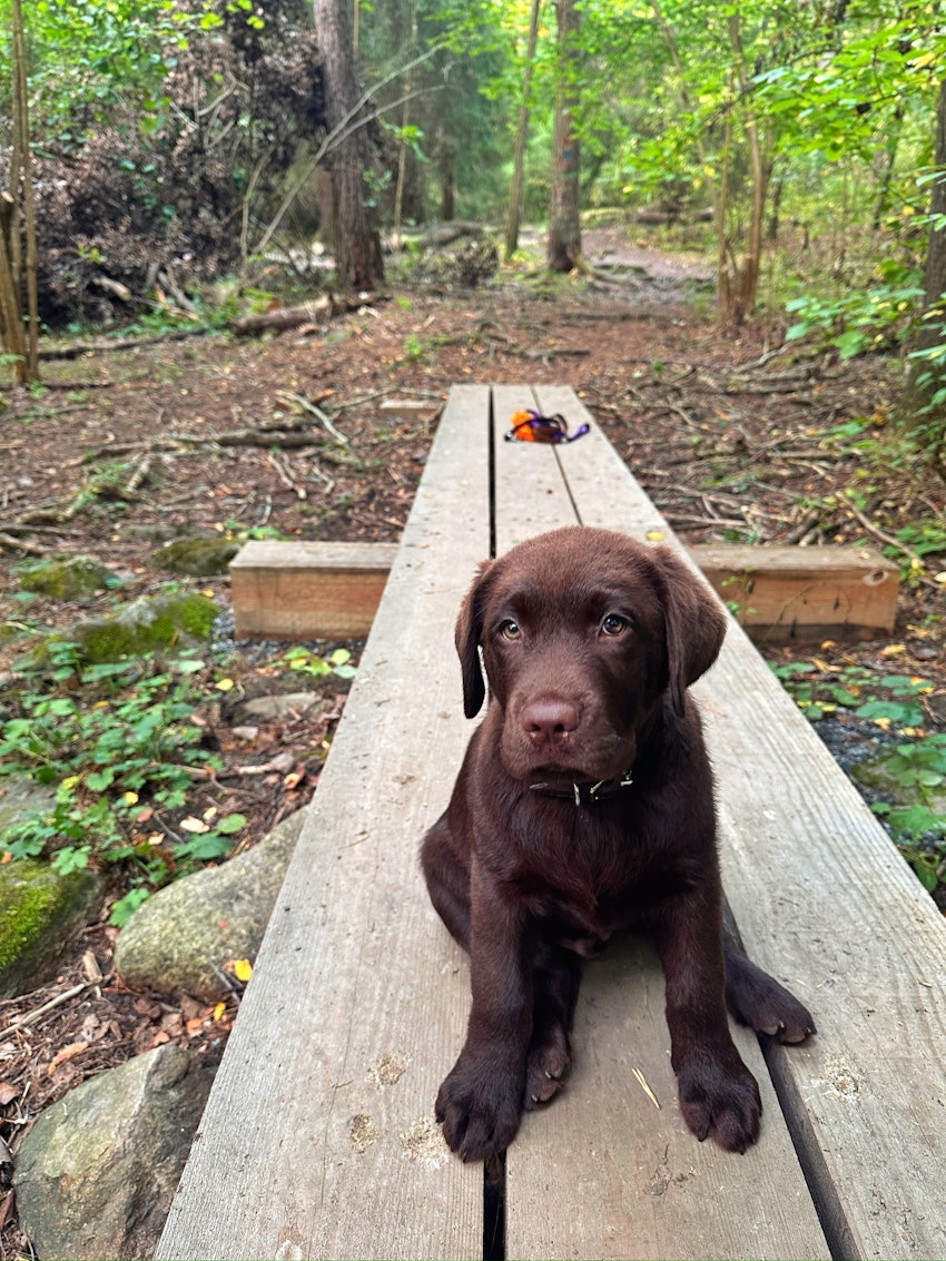 Vilken vändning livet tog under 2025, foto #9 av Paula Rosas
