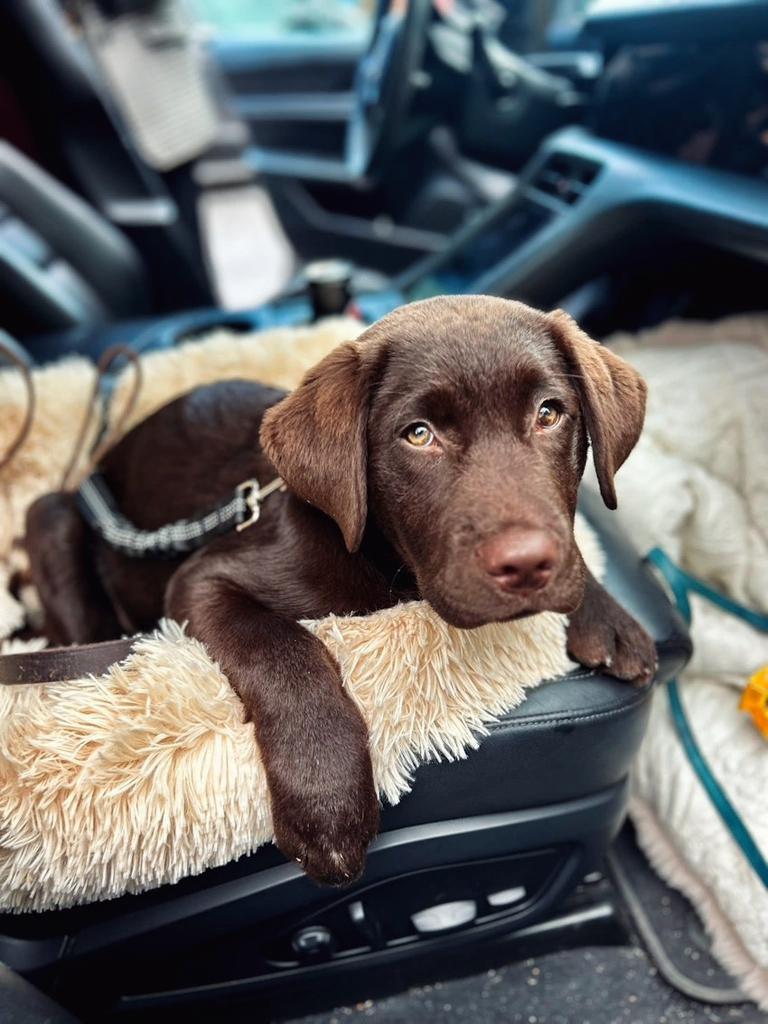 Vilken vändning livet tog under 2025, foto #11 av Paula Rosas