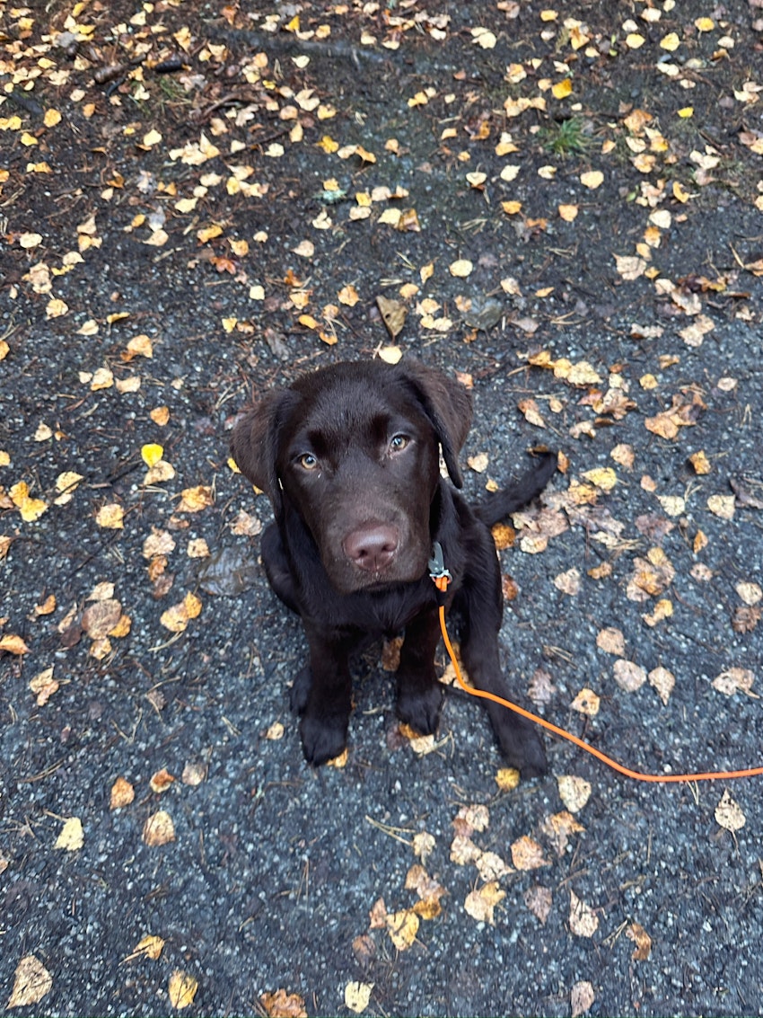 Vilken vändning livet tog under 2025, foto #12 av Paula Rosas