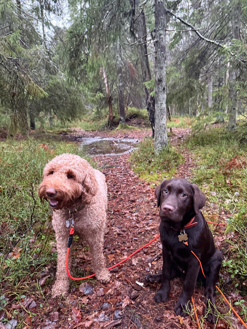 Tisdagsstatus, foto #6 av Paula Rosas