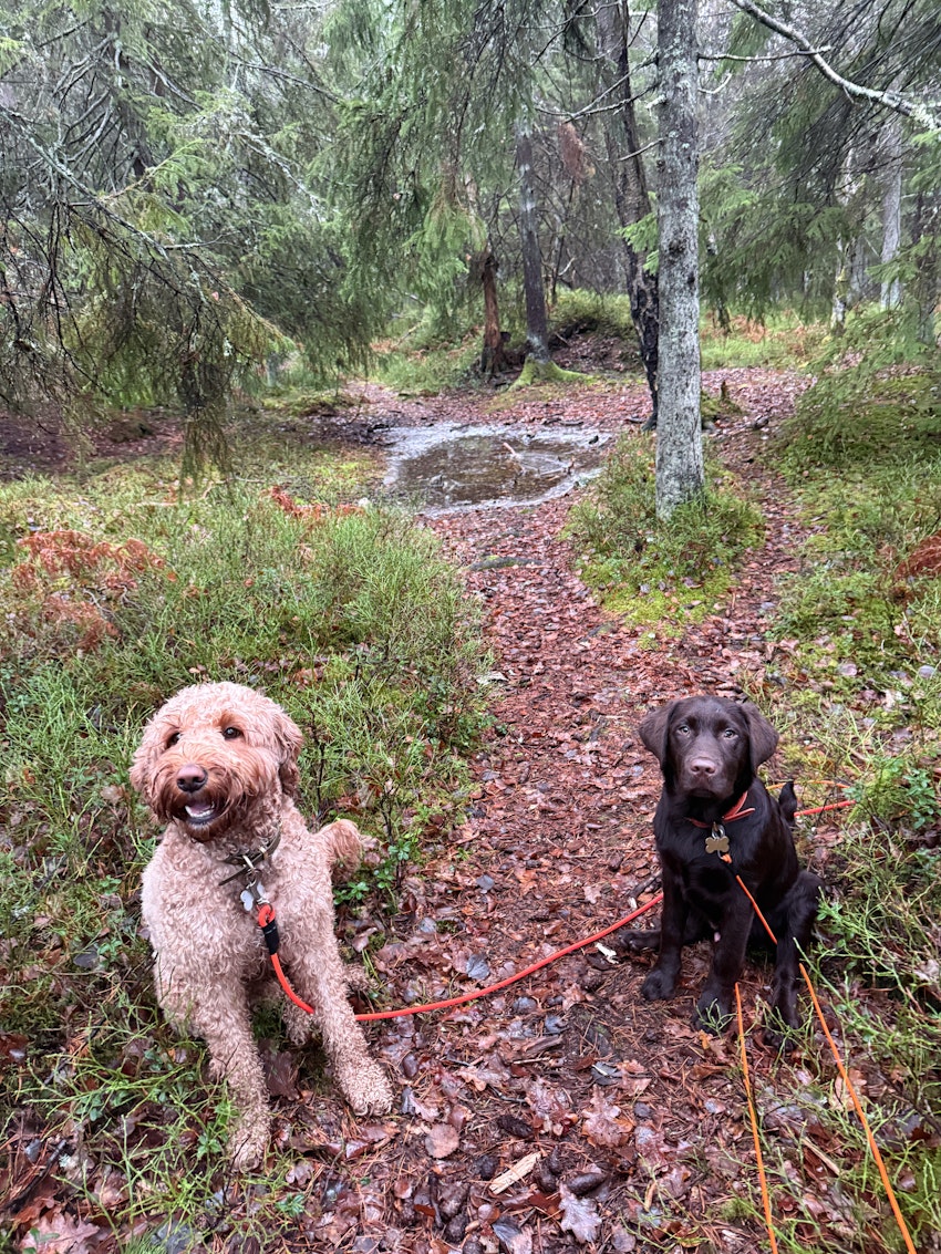 Tisdagsstatus, foto #7 av Paula Rosas